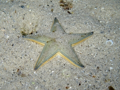 Astropecten jonstoni