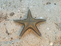 Astropecten platyacanthus