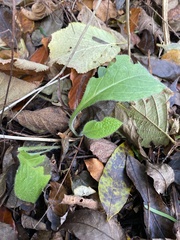 Pentaglottis sempervirens