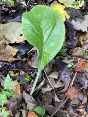 Pentaglottis sempervirens
