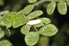 Antaeotricha haesitans