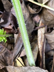 Pentaglottis sempervirens