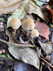 Mycena galericulata