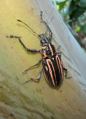 Naupactus rivulosus