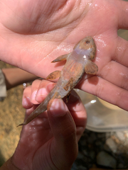 Fonchiiichthys uracanthus image