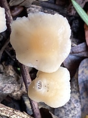 Mycena galericulata