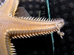 Astropecten platyacanthus