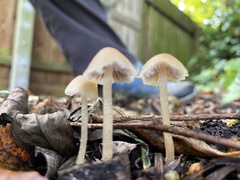 Mycena galericulata