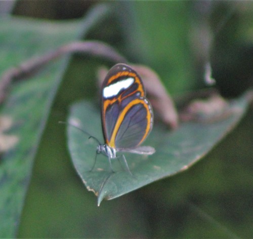 Hypoleria sarepta