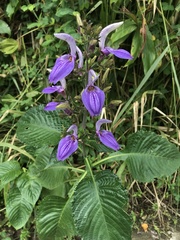Brillantaisia owariensis