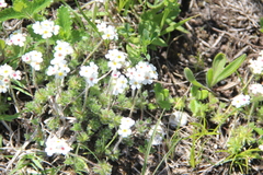 Androsace barbulata