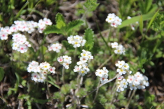 Androsace barbulata