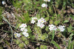Androsace barbulata