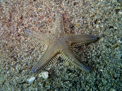 Astropecten platyacanthus
