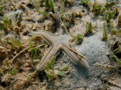 Astropecten platyacanthus
