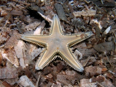Astropecten platyacanthus
