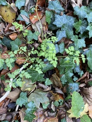 Anthriscus sylvestris