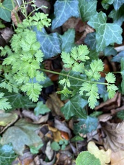 Anthriscus sylvestris