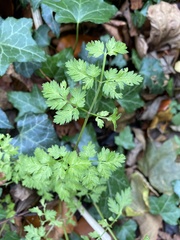 Anthriscus sylvestris