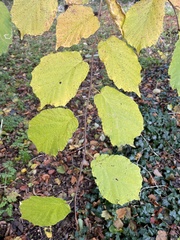 Corylus avellana