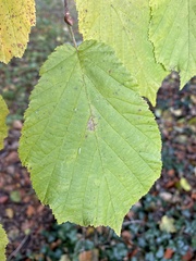 Corylus avellana