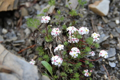 Androsace barbulata