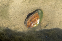 Pseudunio auricularius