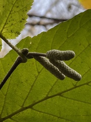 Corylus avellana