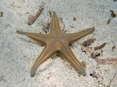 Astropecten platyacanthus