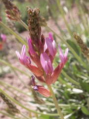 Astragalus schrenkianus
