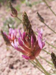 Astragalus schrenkianus