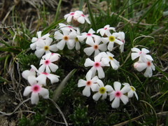 Androsace barbulata
