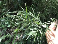 Podocarpus urbanii