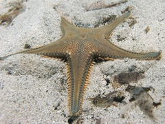 Astropecten platyacanthus