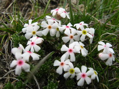 Androsace barbulata