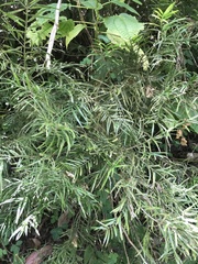 Podocarpus urbanii