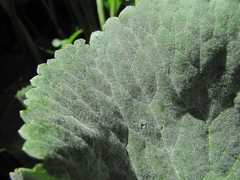 Erysiphe aquilegiae