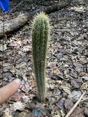 Pilosocereus robinii