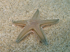 Astropecten platyacanthus