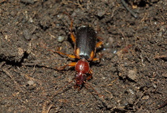 Cymindis humeralis