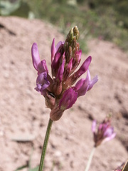 Astragalus schrenkianus