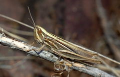 Euchorthippus pulvinatus