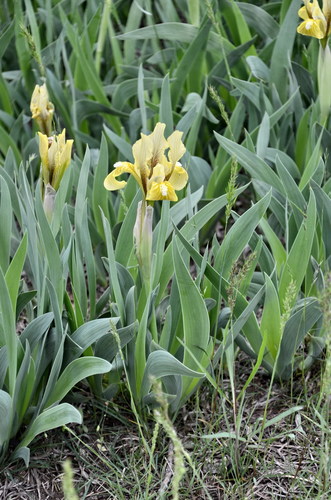 Iris scariosa Willd. ex Link