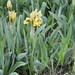 Iris scariosa - Photo 由 Sergey A. Poluektov 所上傳的 (c) Sergey A. Poluektov，保留部份權利CC BY-NC