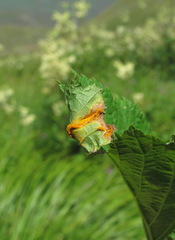 Triphragmium ulmariae