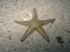 Astropecten platyacanthus