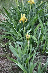Iris scariosa