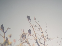 Cathartes aura