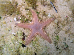 Astropecten platyacanthus