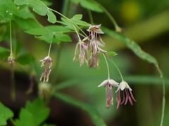 Thalictrum foliolosum